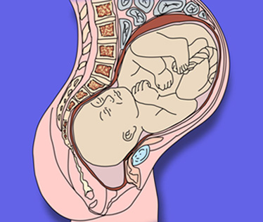 Abdomen and Pelvic Floor 1