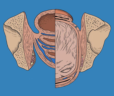 Abdomen and Pelvic Floor 2