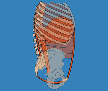 Abdomen and Pelvic Floor 3