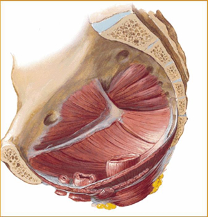 Pelvic Floor 1