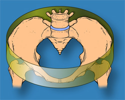 Pelvic Ring